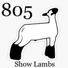 805showlambs