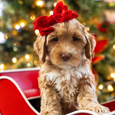 Australian Labradoodles