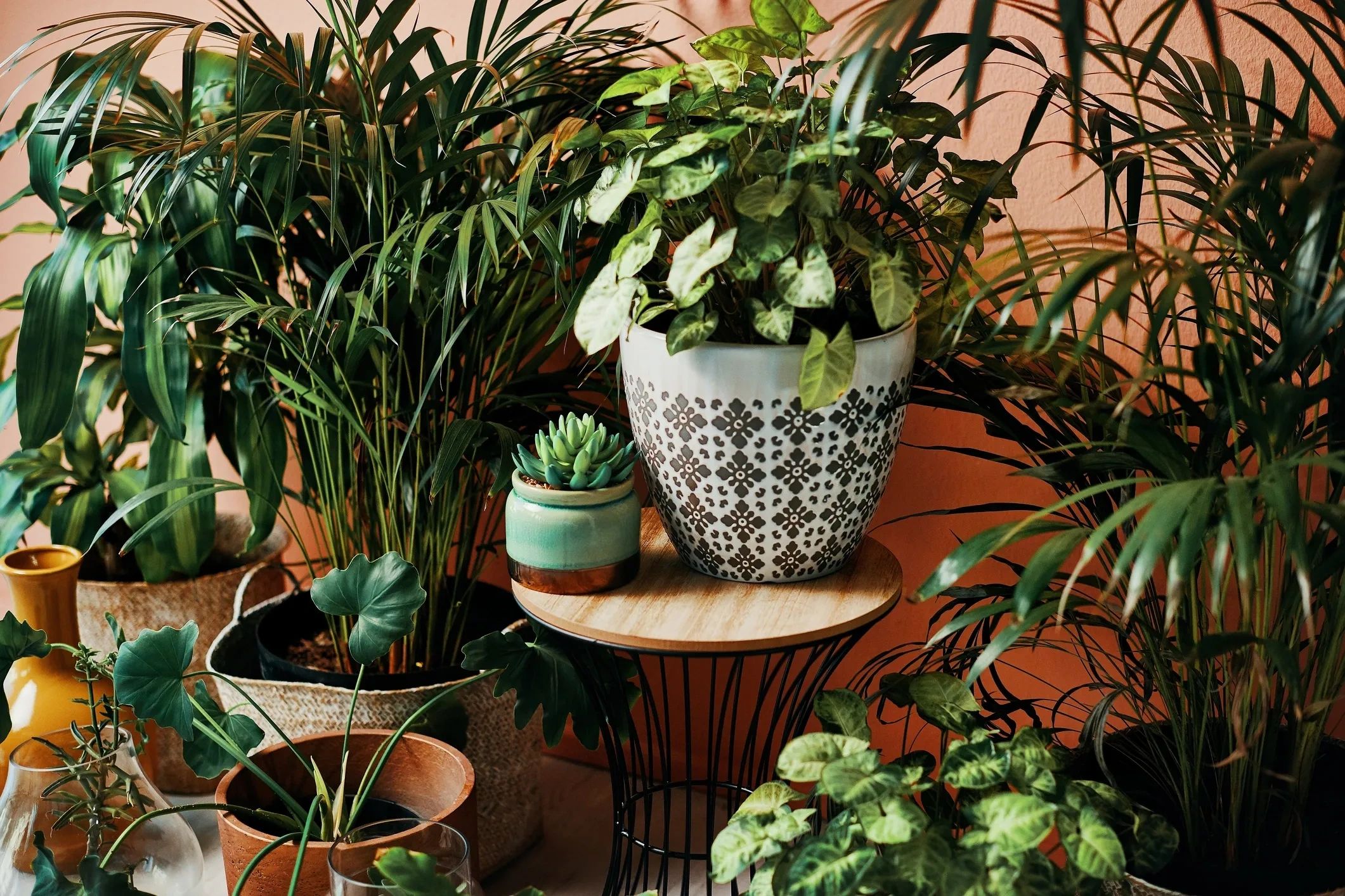 Somerset Plants