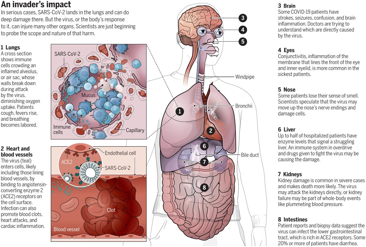 Severe Covid-19 ¹֢ȫԼ  ժ https://science.sciencemag.org/content/368/6489/356/tab-figures-data