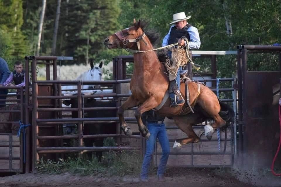 meadow vue ranch rodeo dinner restaurant horse camp bucking horse