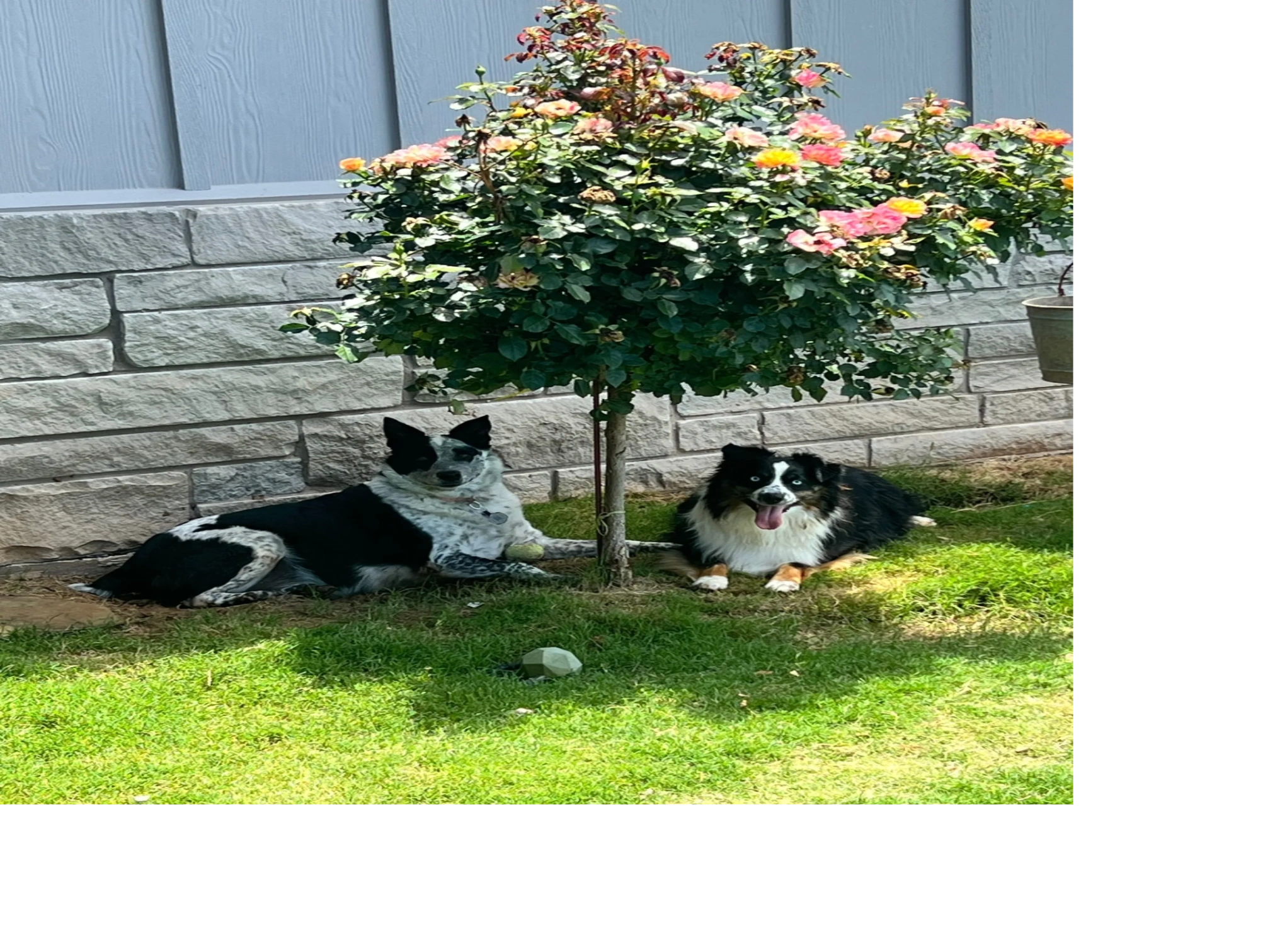 Poppy and Peaches love to play ball.  This is a rare moment of relaxation.