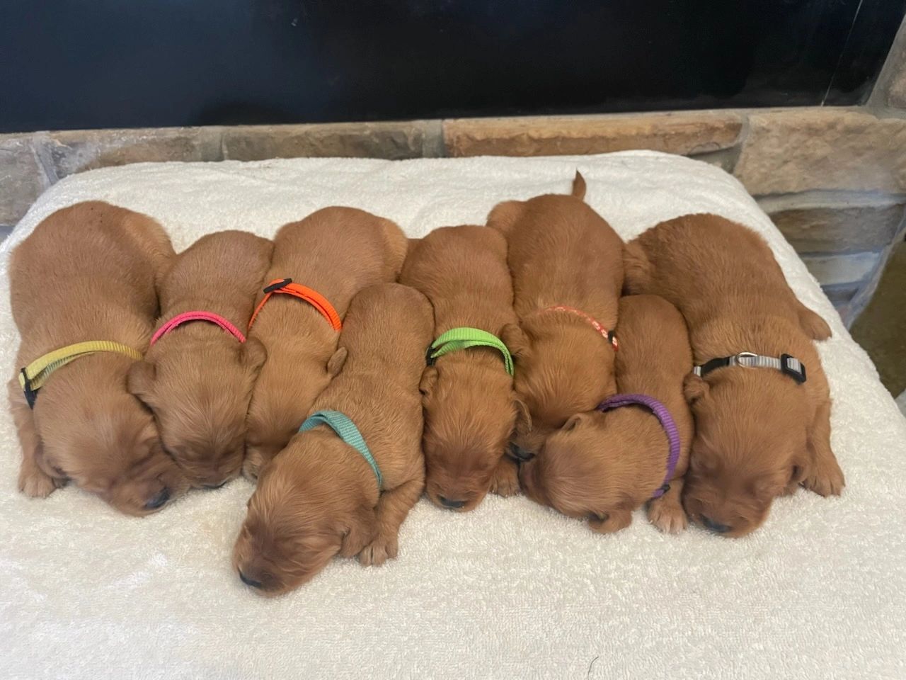 Deep Red Reterver Red Retriever Puppies For Adoption