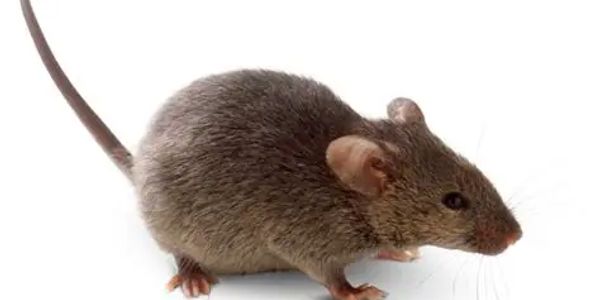 A brown mouse with a long tail on a white background.