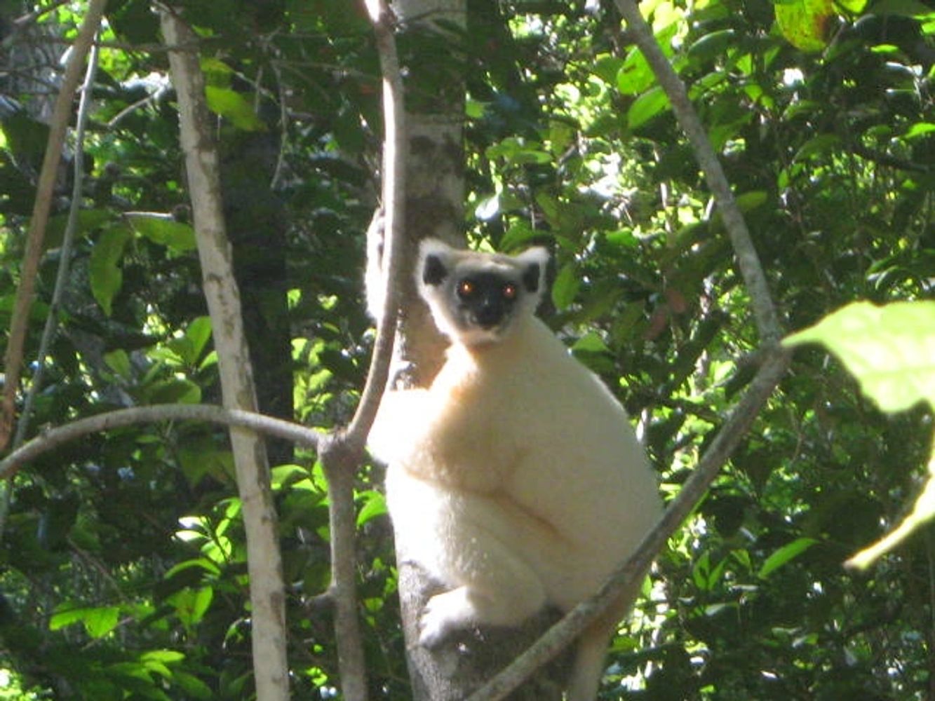 GOLDEN CRESTED LEMUR