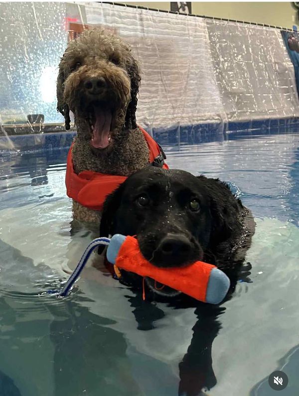 Where Can I Take My Dog to Swim: Top Dog-Friendly Spots