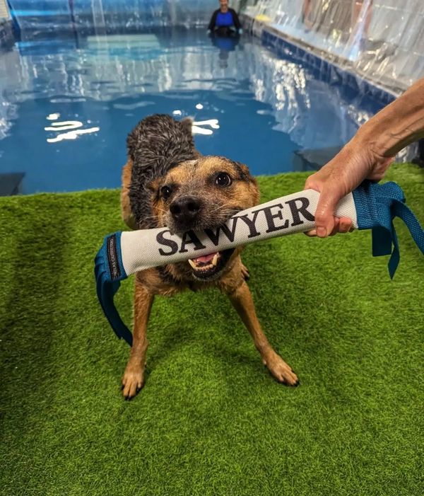 Where Can I Take My Dog to Swim: Top Dog-Friendly Spots