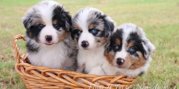 HMA HEAVENLY MINI AUSSIE'S LLC - Toy Australian Shepherd, Mini