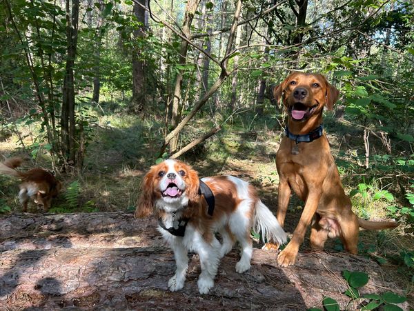 happy dogs