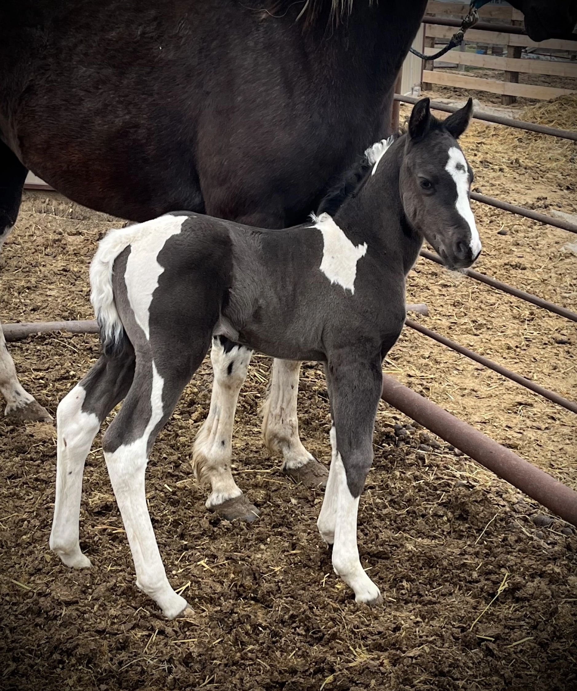 2025 Filly By Cashin Moon Chex out of Dontskipwhiskeynvegas