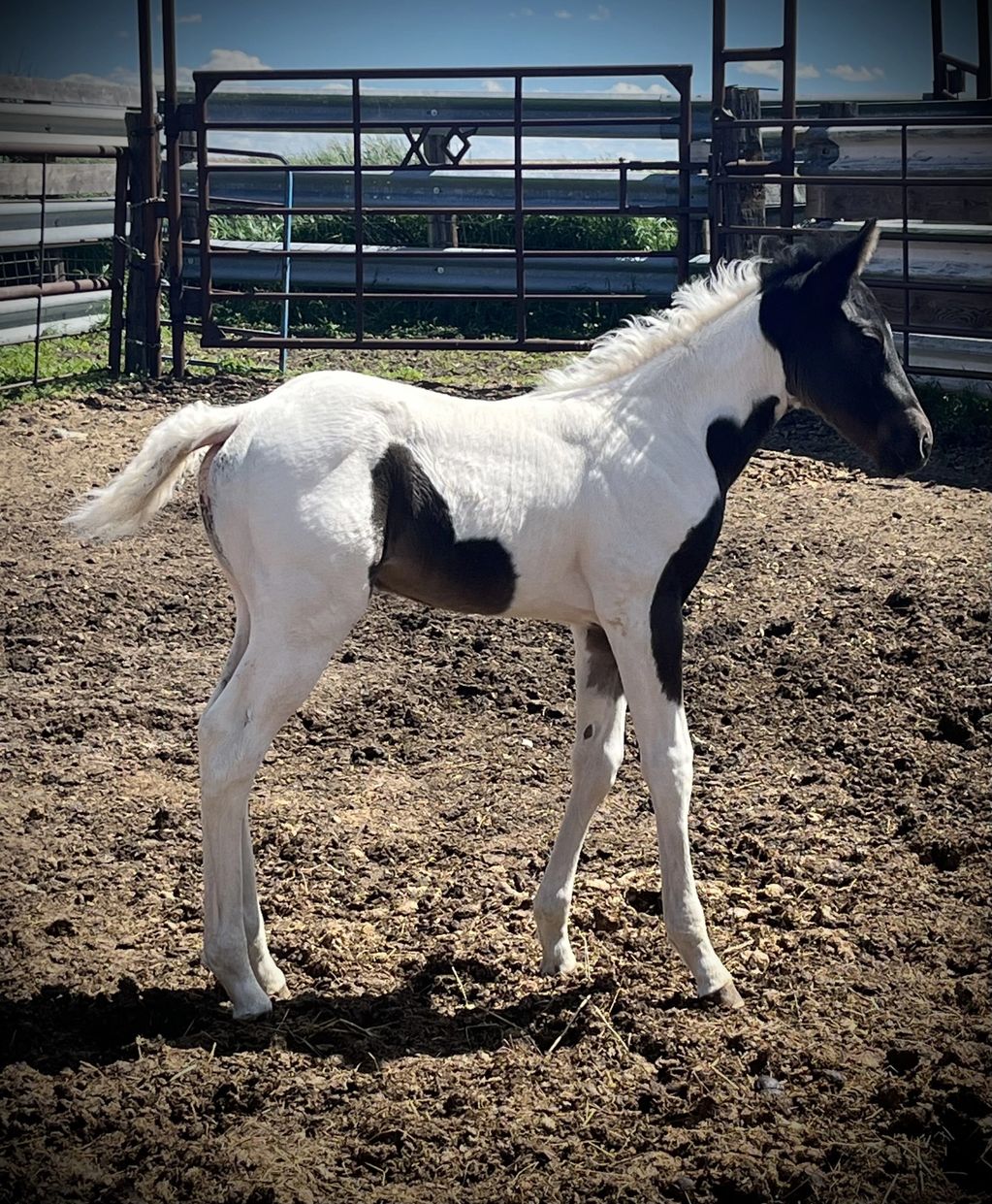 Riskey Daisy Duke
Genuine Peppy Chex
APHA registered filly