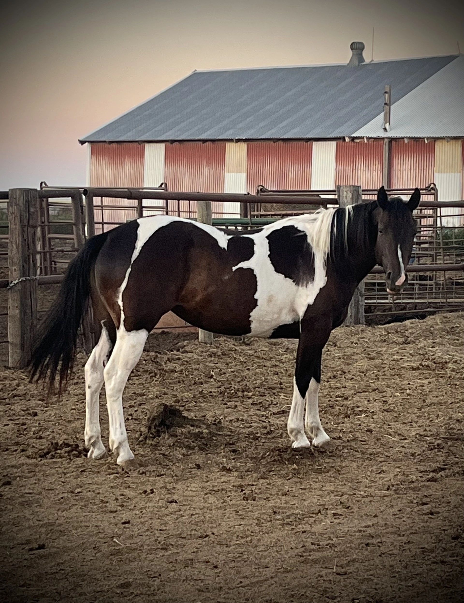 A Tru Rolex daughter
paint horse mare
APHA 