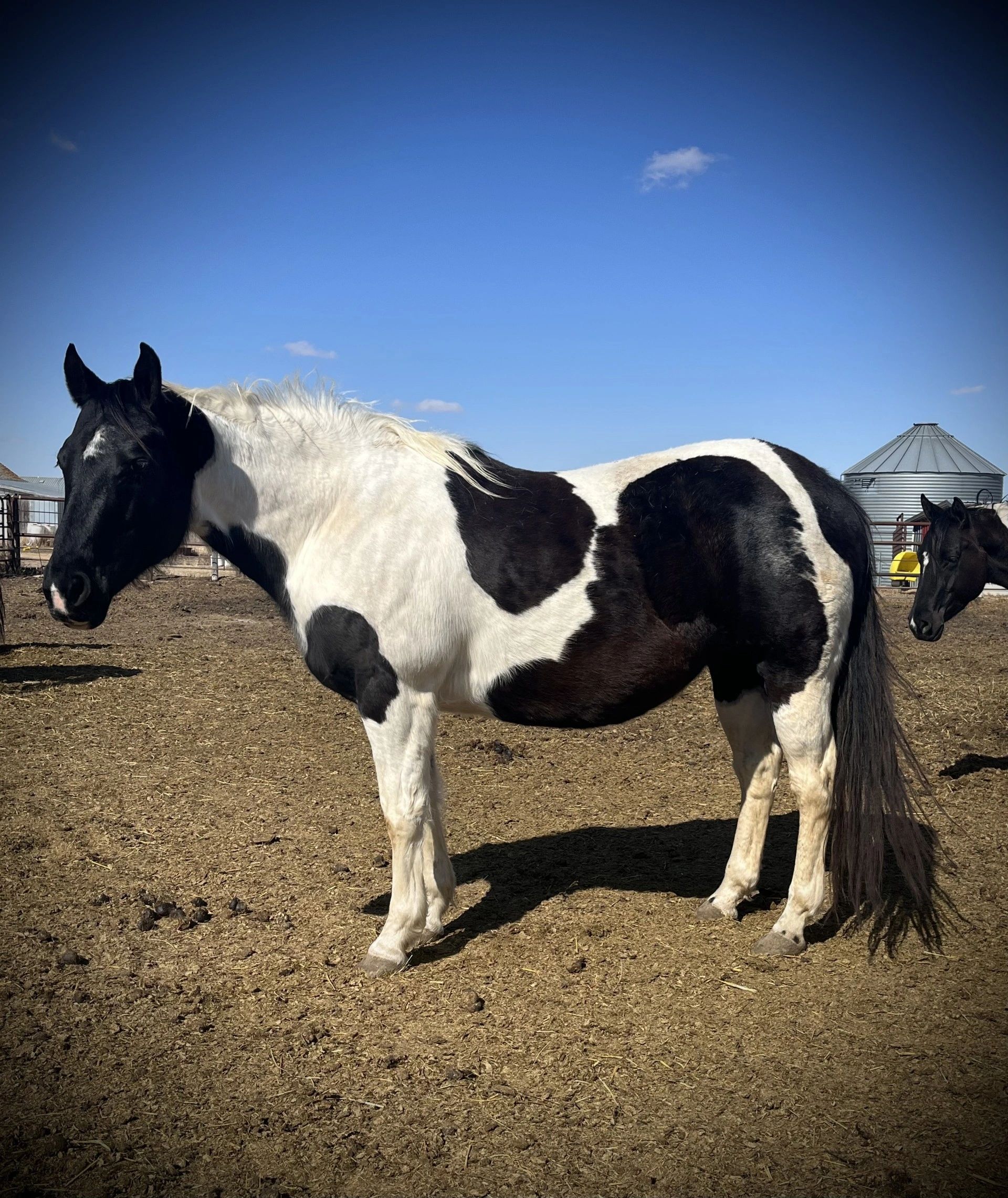 registered paint broodmare
Riskey Daisy Duke
Mastr Coy Bonanza daughter