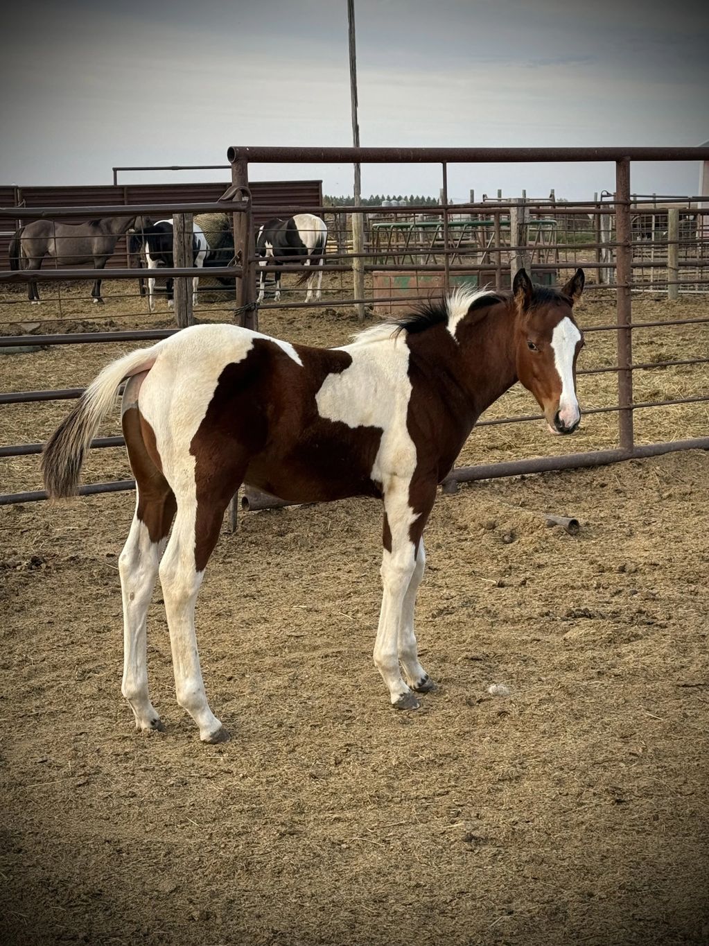 Bay Tobiano Colt 