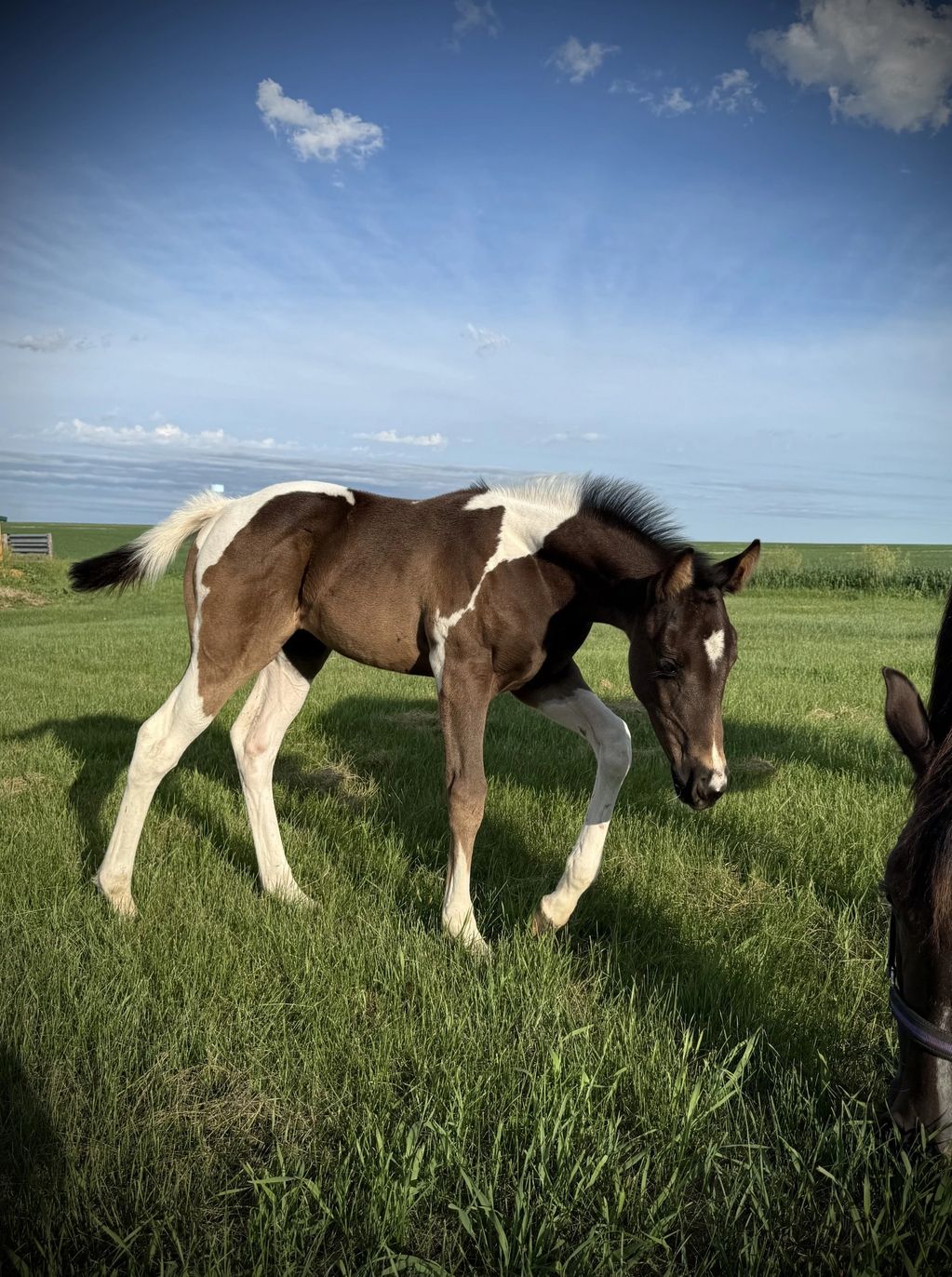 Black Tobiano Filly