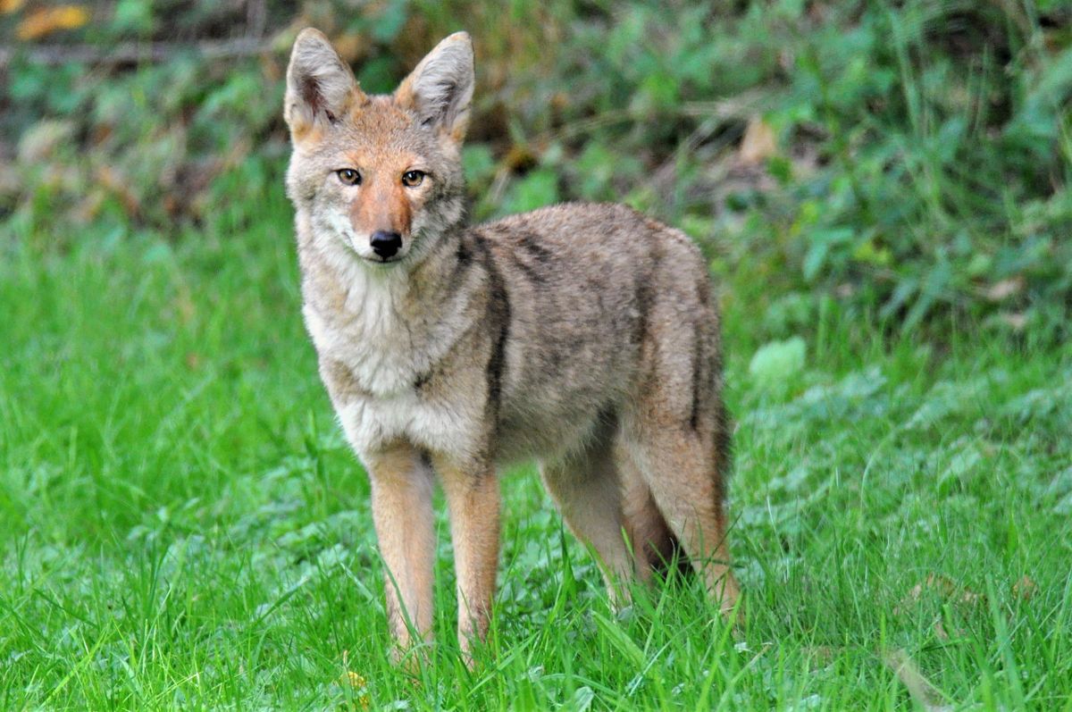 2025 LIGHTEST COYOTE ENTRY FOR COYOTE HUNT