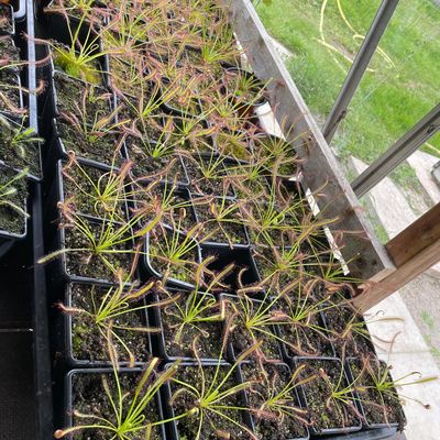 Drosera Capensis