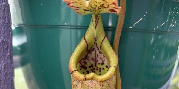 Nepenthes Burbidgae x Robcantleyi