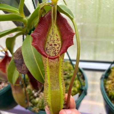 Nepenthes Singalana 