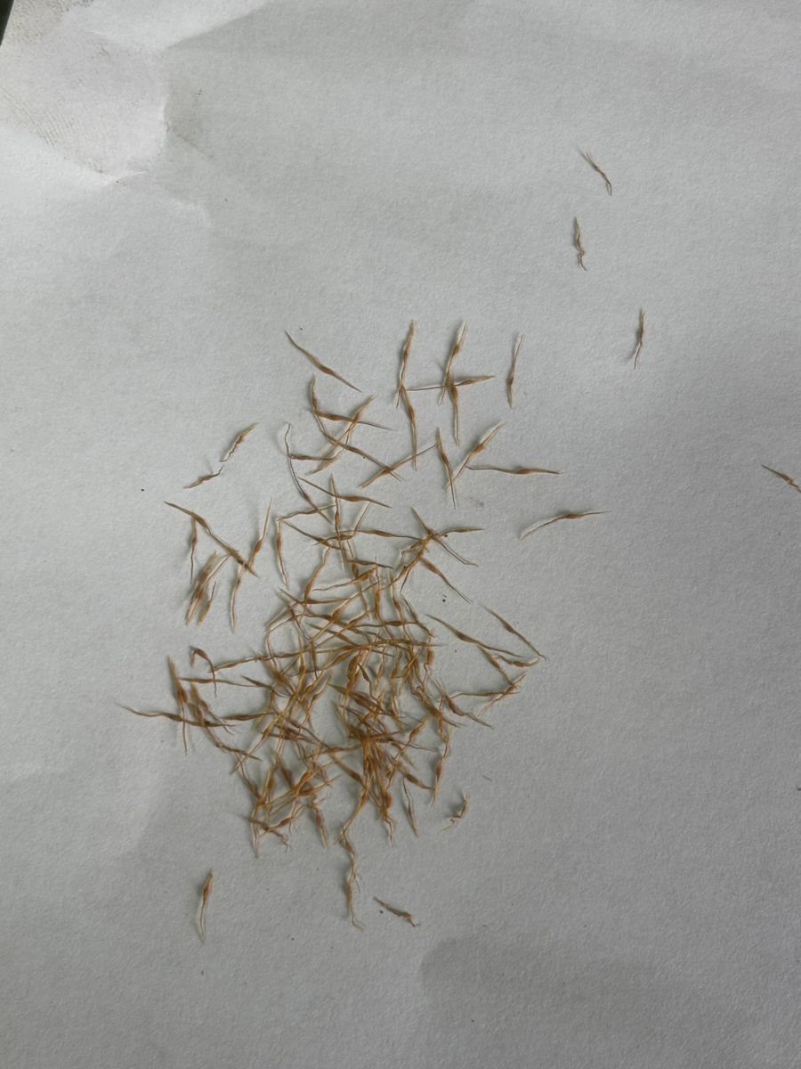 Seed