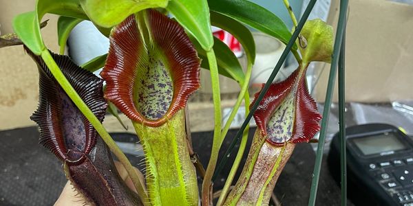 Nepenthes Singalana 