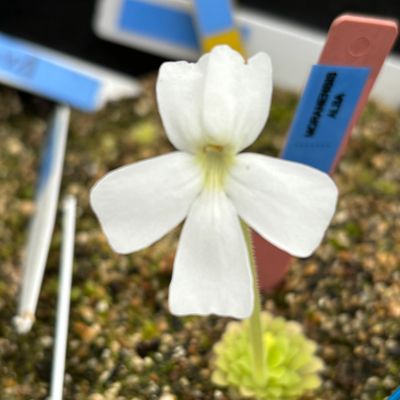 Pinguicula Moranensis Alba Flower