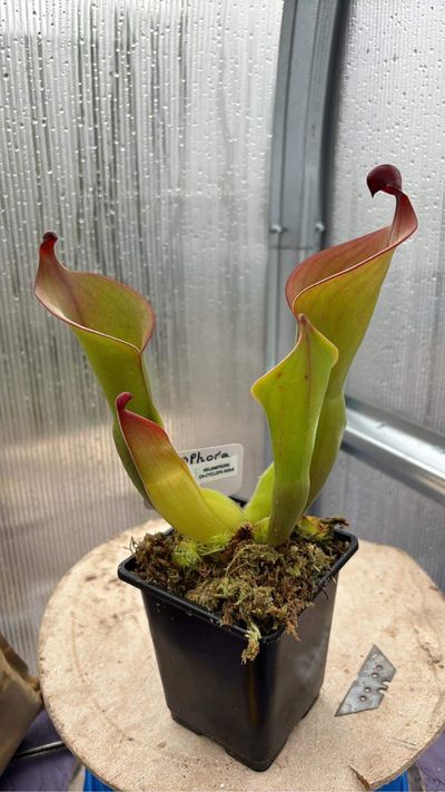 Heliamphora Cyclops