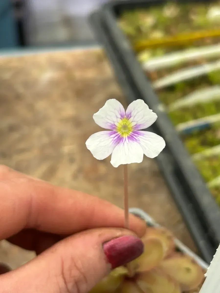 Pinguicula Riva