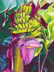 Blooming Apple Bananas