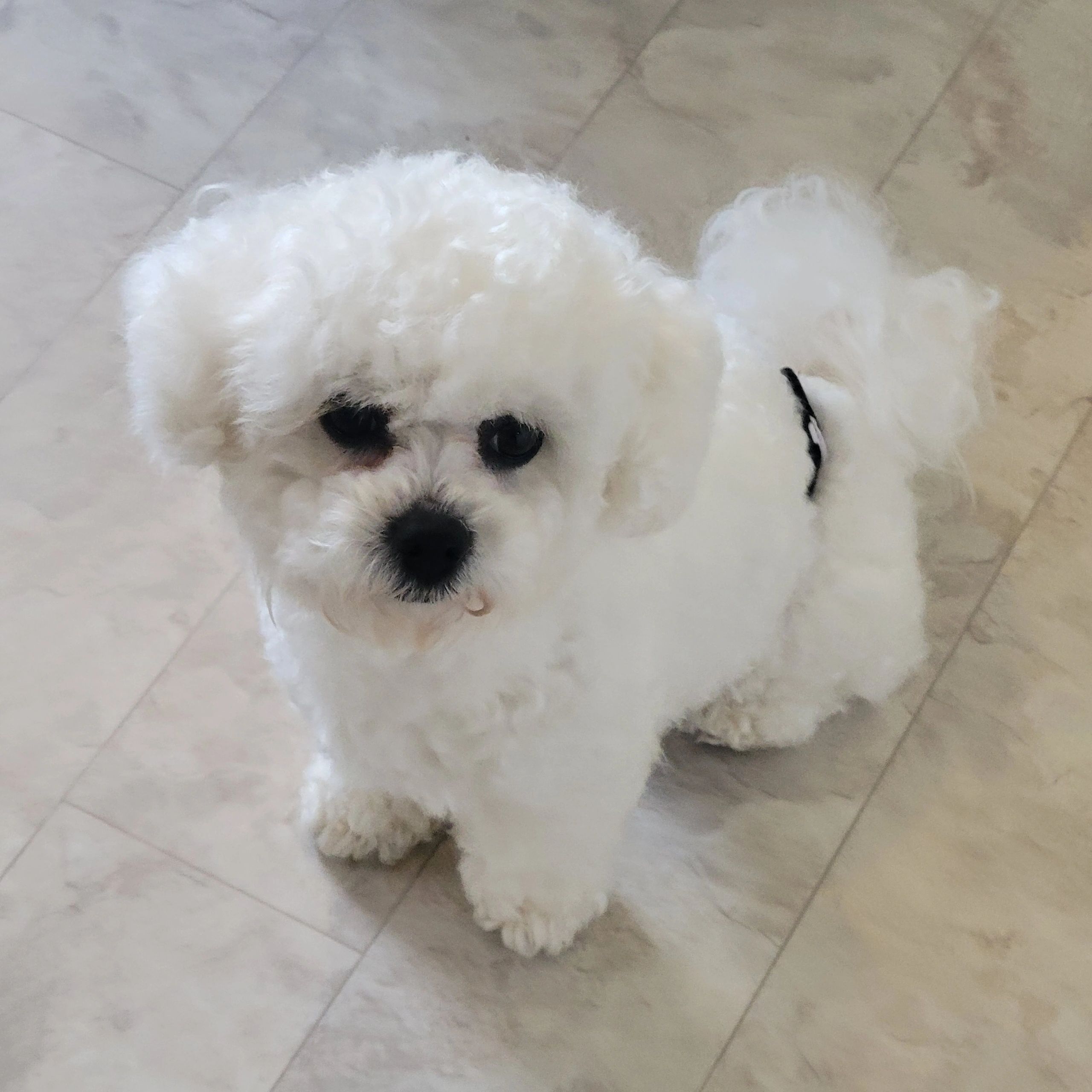 Bichon Frise Puppies My Little Zoo of Zuchons