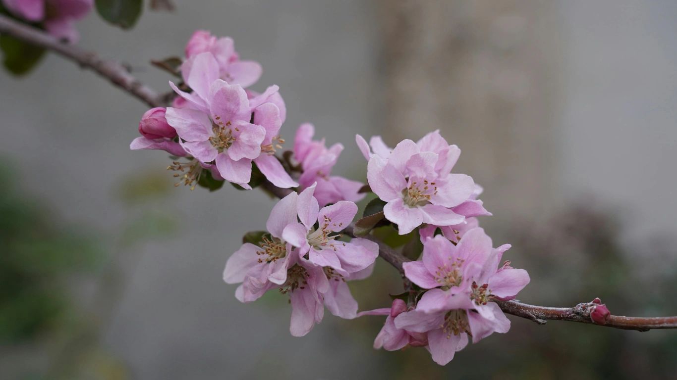 Balance Bloom Nutrition