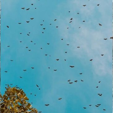 The Surprising Way Wind Turbines Kill Bats