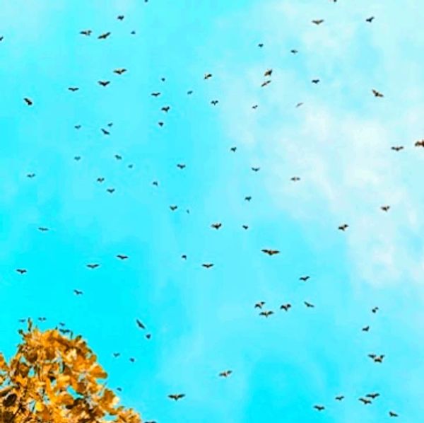 On a Wing and Low Air: The Surprising Way Wind Turbines Kill Bats