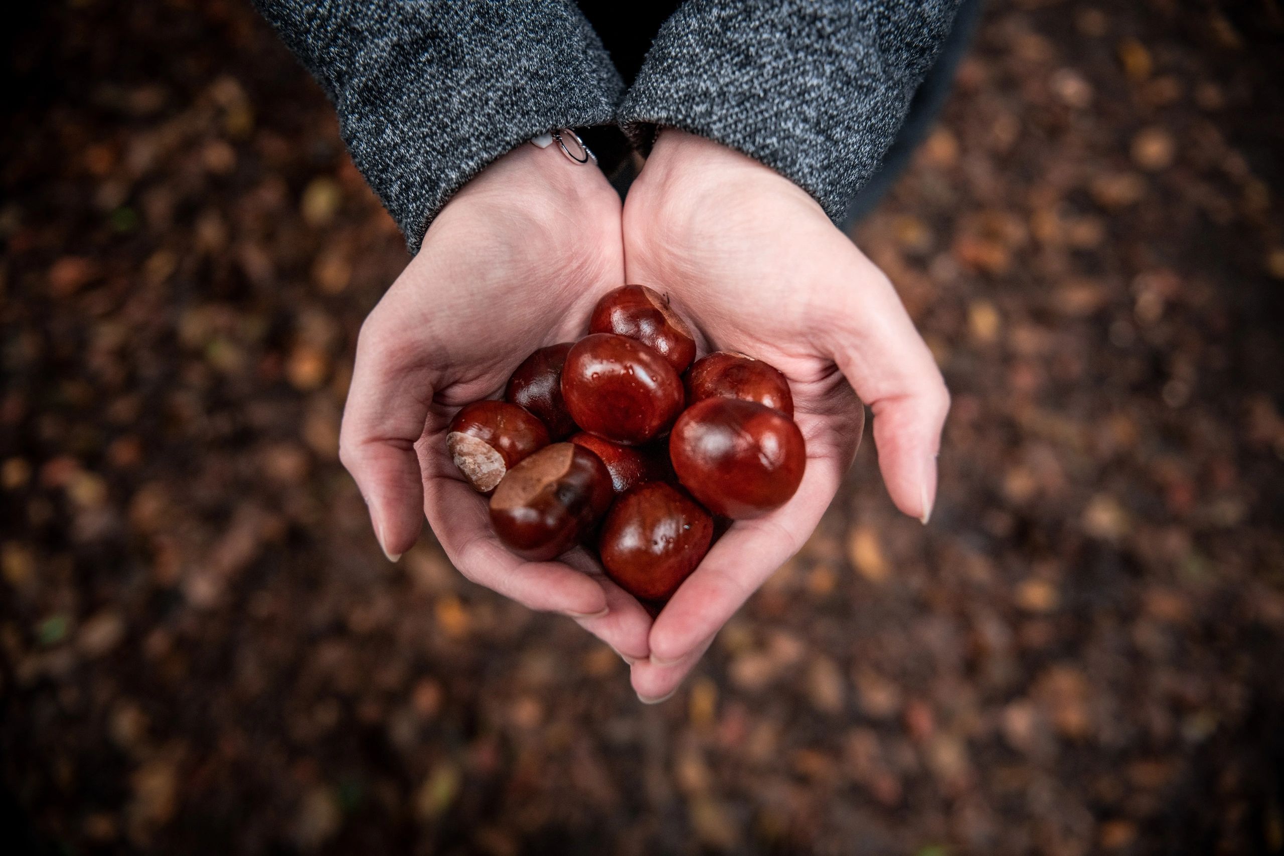 The Best Way to Store Fresh Chestnuts