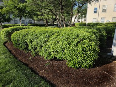 Development Lawn And Landscaping Maintenance Photo