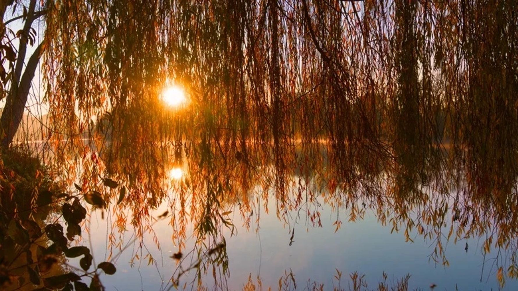 willow tree and sunset