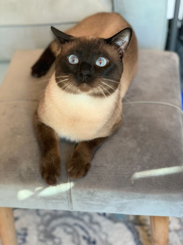 Kings of Indigo Cats
