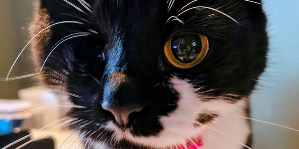 Close-up of a black and white cat's face with striking yellow eyes.