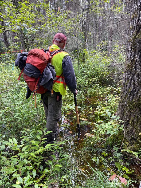 Archaeologist doing a forestry survey