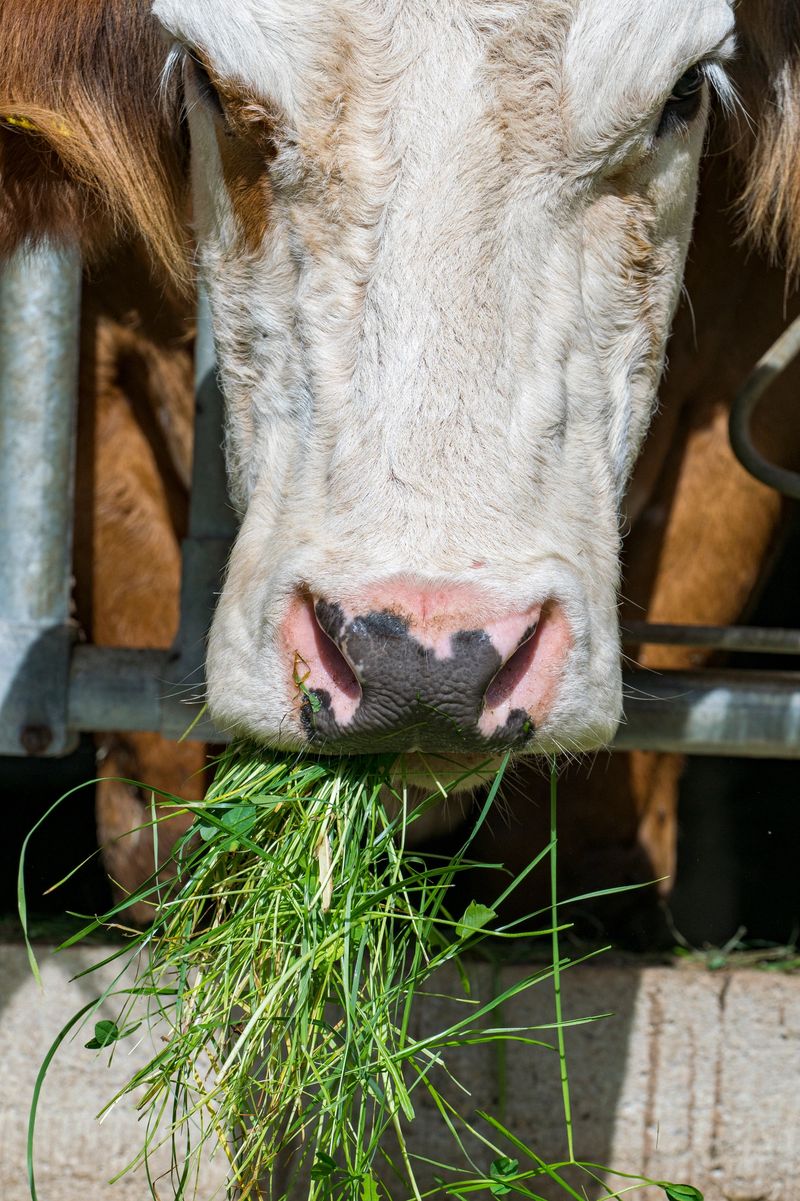 Cattle eating HydroGreen fodder