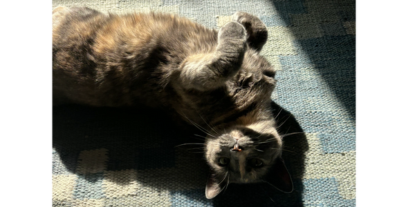 loving cat