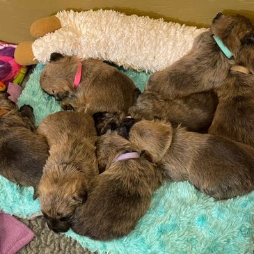 Pooped out
