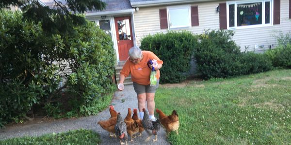 Cheryl feeding the chickens