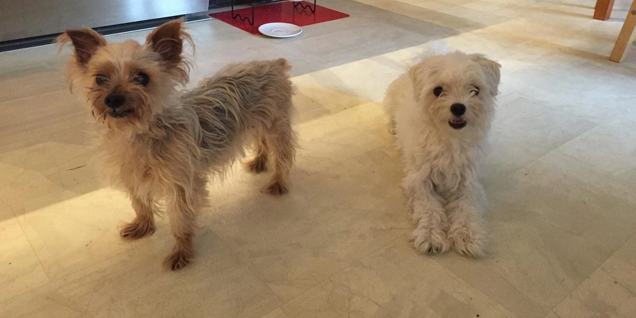 Willow age 12 Angel age 3