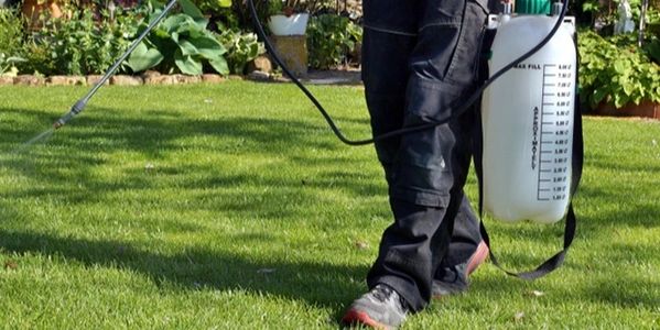 Lawn Weed Control Services