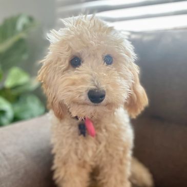 toy goldendoodle for sale toy goldendoodle puppies goldendoodle puppies for sale in va golden doodle