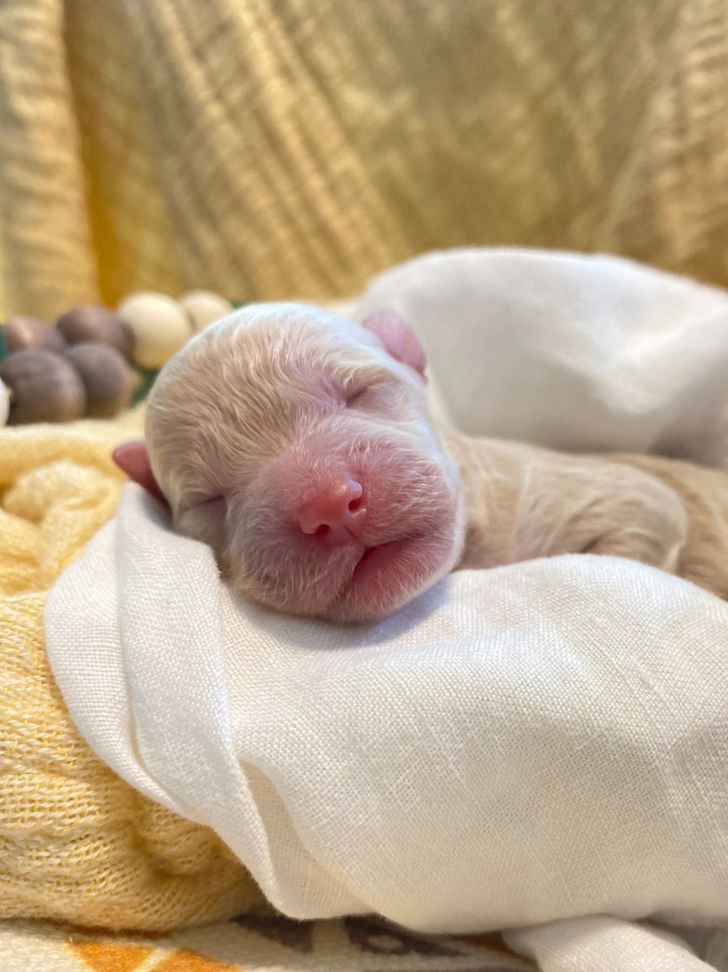 toy goldendoodle for sale toy goldendoodle puppies goldendoodle puppies for sale in va golden doodle