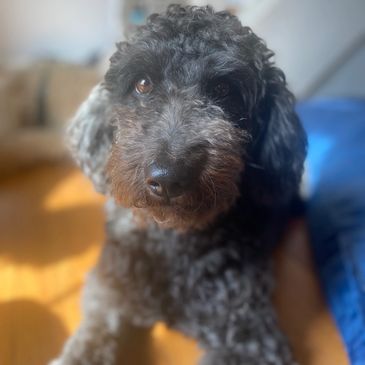 toy goldendoodle for sale toy goldendoodle puppies goldendoodle puppies for sale in va golden doodle