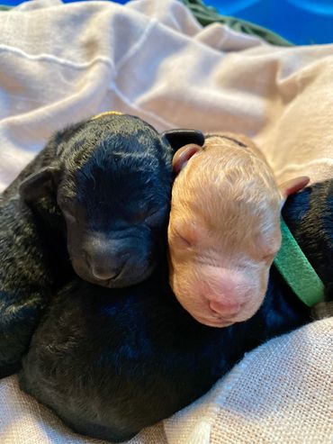 toy goldendoodle for sale toy goldendoodle puppies goldendoodle puppies for sale in va golden doodle