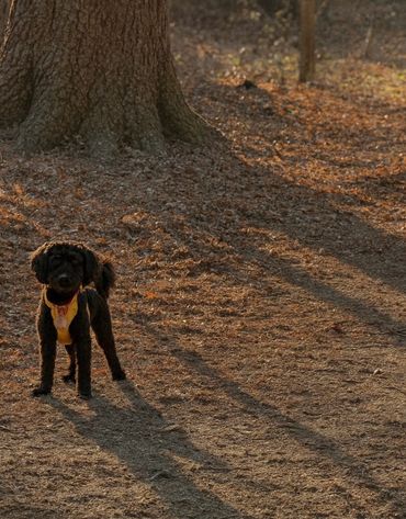 toy goldendoodle for sale toy golden doodle puppies goldendoodle puppies toy doodles sale Virginia